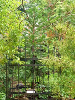 Wollemia nobilis - wolemie vznešená - po zimě opět na svém venkovním stanovišti. 02